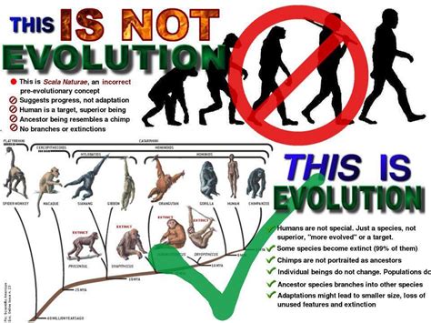 Is evolution real. Things To Know About Is evolution real. 